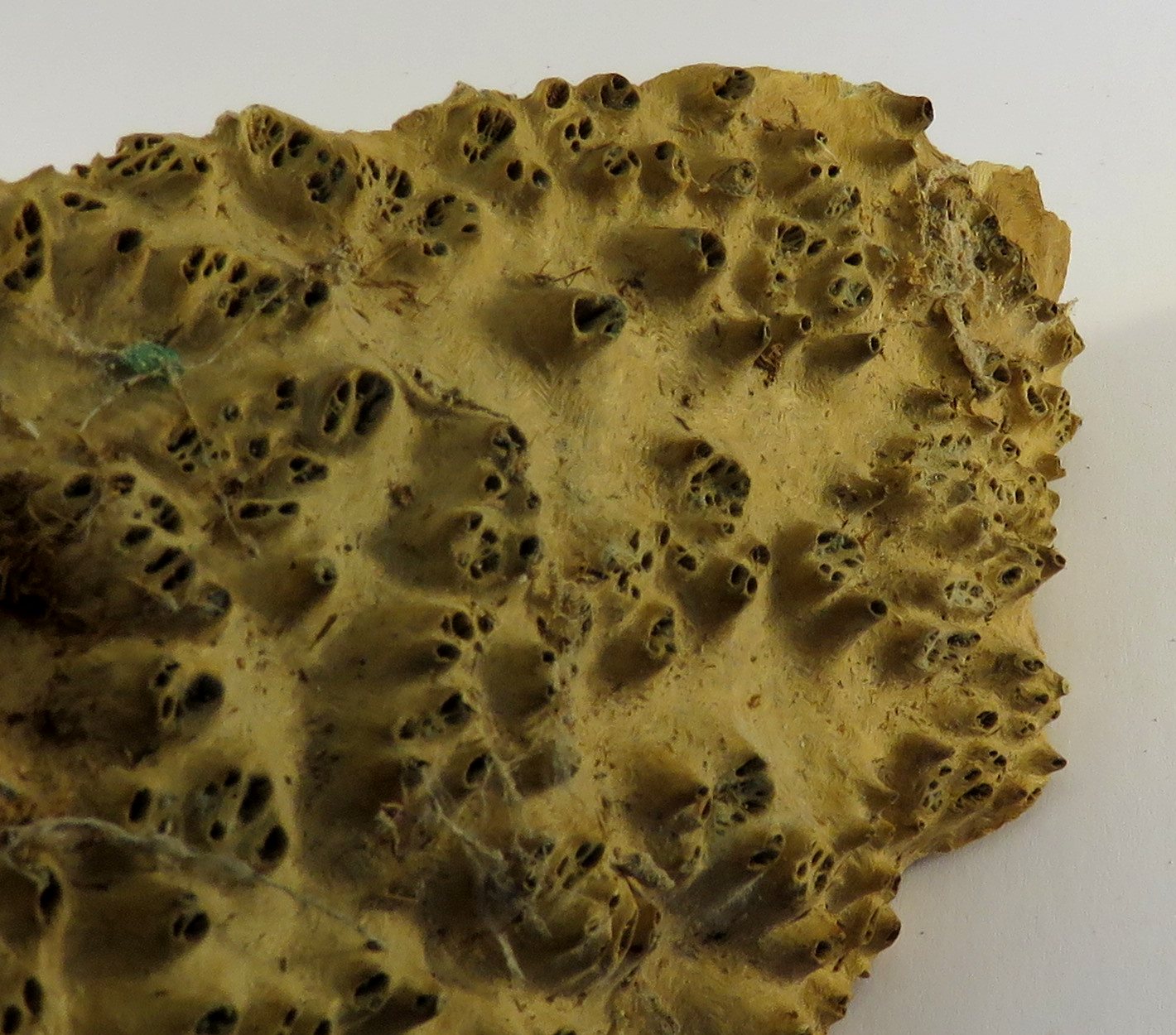 English Oak Burr - Image 2