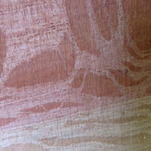 Australian Sheoak