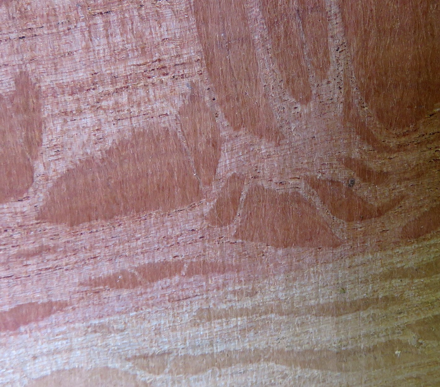 Australian Sheoak